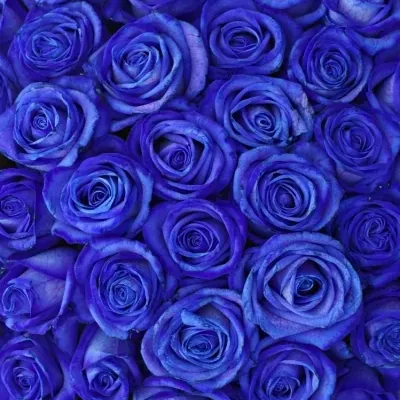 Kytice 100 modrých růží Blue Vendela