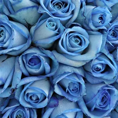 Kytice 100 modrých růží LIGHT BLUE SNOWSTORM