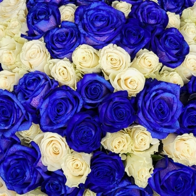 Kytice 100 modrých růží MARIANA