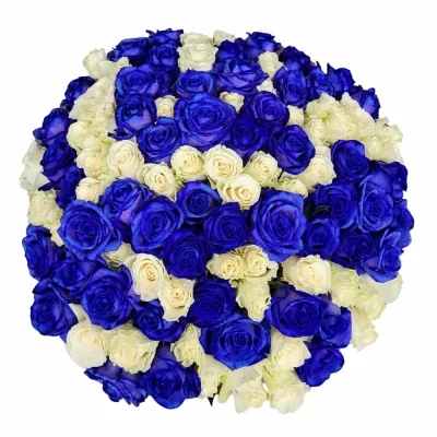 Kytice 100 modrých růží MARIANA 60cm