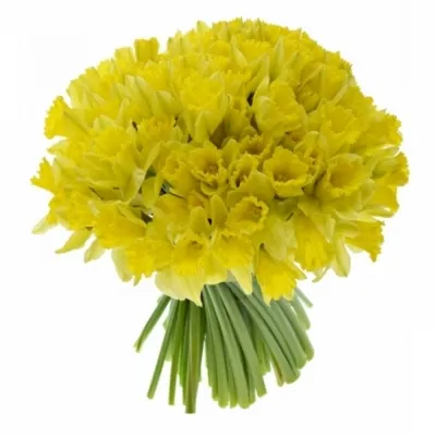 Kytice 100 narcisů DUTCH MASTER