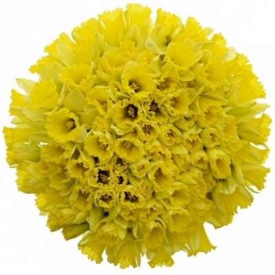 Jednodruhová kytice 100 žlutých narcisů MASTER