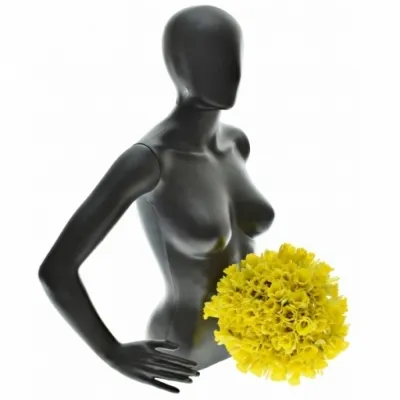 Kytice 100 narcisů DUTCH MASTER