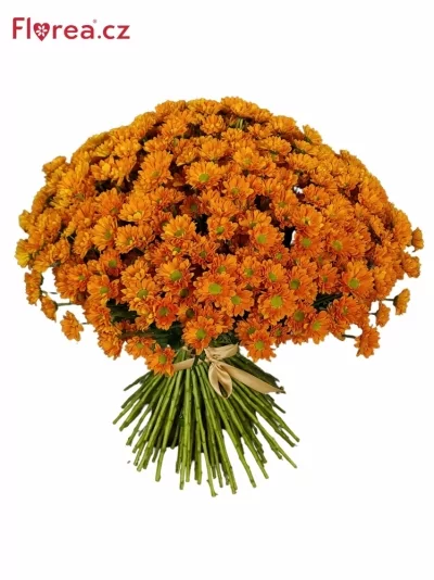 Kytice 100 oranžová chryzantéma santini