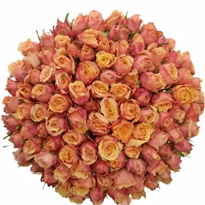 Kytice 100 oranžovočervených růží ALTAMODA 60cm
