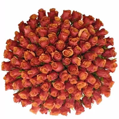 Kytice 100 oranžovočervených růží ESPANA 40cm