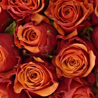 Kytice 100 oranžovočervených růží ESPANA 40cm
