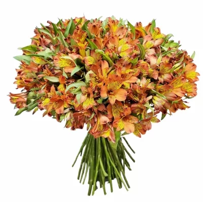 Kytice 100 oranžových alstromérií HERTA