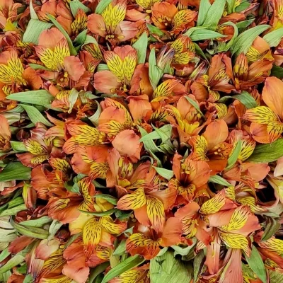 Kytice 100 oranžových alstromérií HERTA