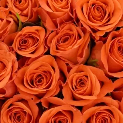 Kytice 100 oranžových růží ALMANZA