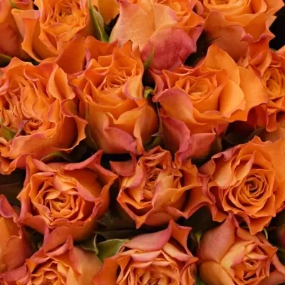 Kytice 100 oranžových růží AMINA