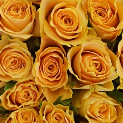 Kytice 100 oranžových růží CANDID PROPHYTA 50cm