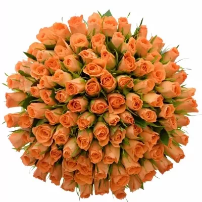 Kytice 100 oranžových růží CHELSEA 40cm