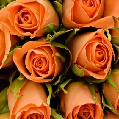 Kytice 100 oranžových růží CHELSEA 50cm