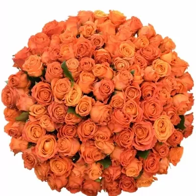 Kytice 100 oranžových růží CLARENCE+ 50 cm