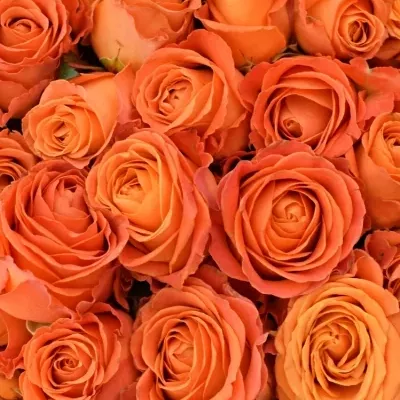 Kytice 100 oranžových růží CLARENCE+ 60