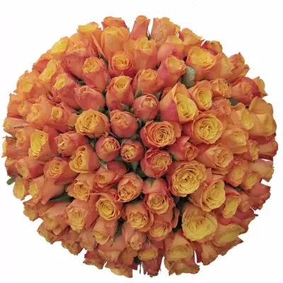100 jednodruhových oranžových růží CONFIDENTIAL 70 cm v kytici