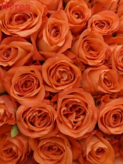Kytice 100 oranžových růží COPACABANA 50cm