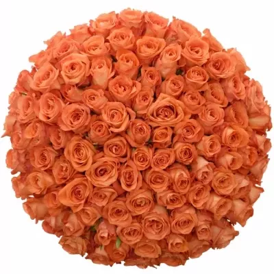 Kytice 100 oranžových růží COPACABANA 90cm