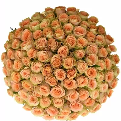 Kytice 100 oranžových růží FLORENTINE 90cm