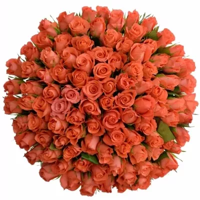 Kytice 100 oranžových růží IMPULSE 40cm