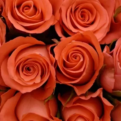 Kytice 100 oranžových růží IMPULSE 40cm