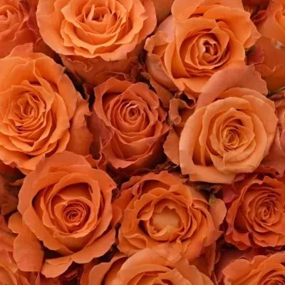 Kytice 100 oranžových růží JULISCHKA 40cm
