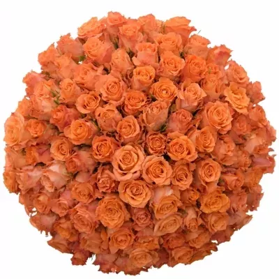 Kytice 100 oranžových růží JULISCHKA 40cm