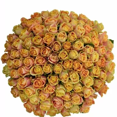 Kytice 100 oranžových růží MARACUJA 50cm