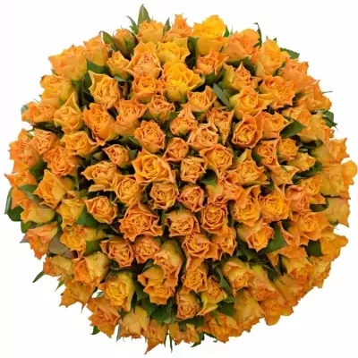 Kytice 100 oranžových růží MARIE-CLAIRE! 50cm