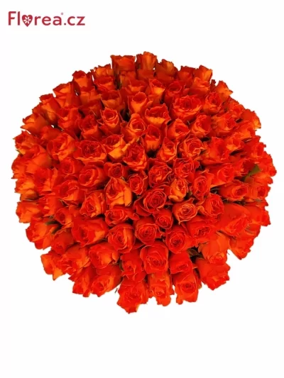 Vícekvětá kytice 100 oranžových růží MISS LISA+ 60 cm