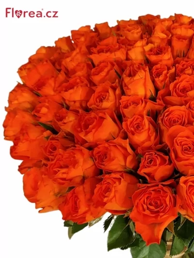 Kytice 100 oranžových růží MISS LISA