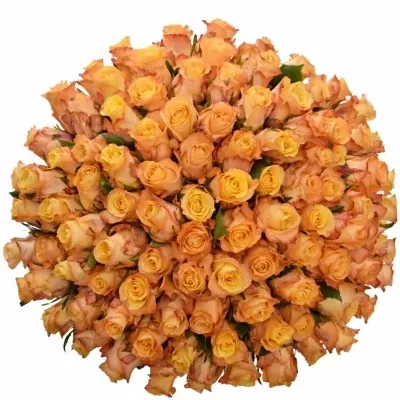Kytice 100 oranžových růží MONALISA 40cm