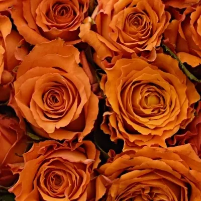Kytice 100 oranžových růží Mpesa 40cm