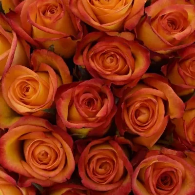 Kytice 100 oranžových růží OUTLAW! 50cm