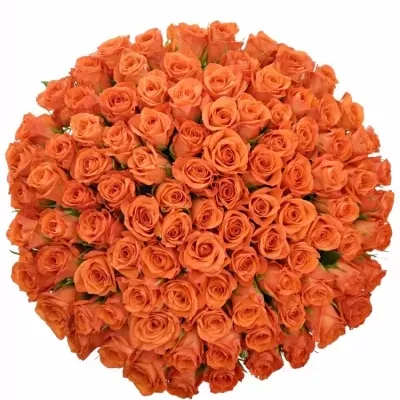 Kytice 100 oranžových růží PATZ 60cm