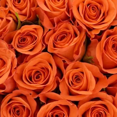Kytice 100 oranžových růží PATZ 50cm