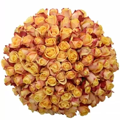 Kytice 100 oranžových růží PEBBLES 50cm