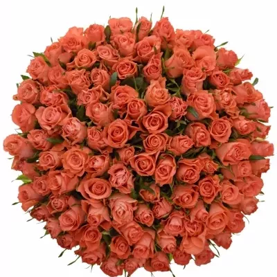 Kytice 100 oranžových růží SIMBA 50 cm