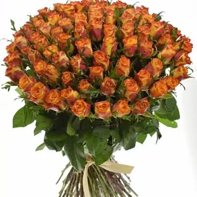 Kytice 100 oranžových růží SOMBRERO 40cm