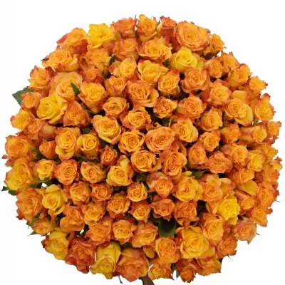 Kytice 100 oranžových růží TIEBREAK 60cm