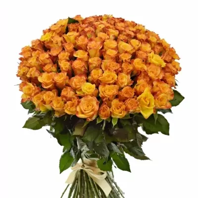 Kytice 100 oranžových růží TIEBREAK 60cm