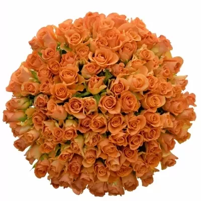 Kytice 100 oranžových růží SMART 60cm