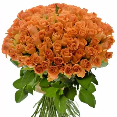 Kytice 100 oranžových růží TRIXX 40cm