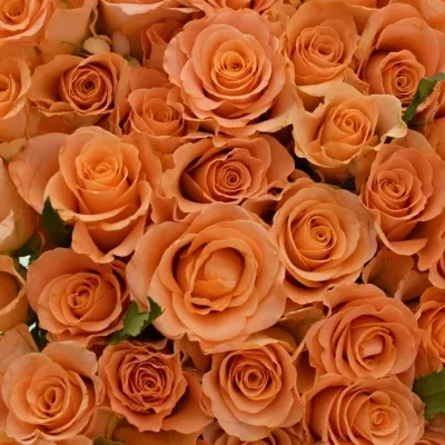 Kytice 100 oranžových růží TRIXX!