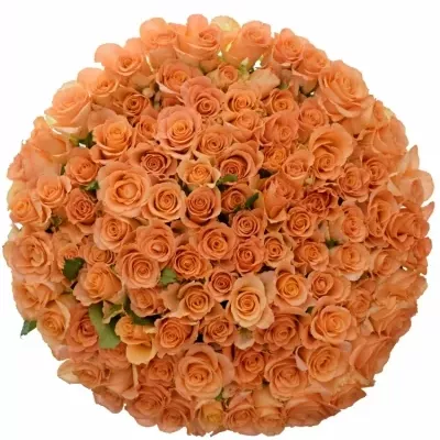 Kytice 100 oranžových růží TRIXX!