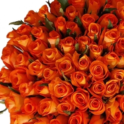 Kytice 100 oranžových růží TROPICAL AMAZONE