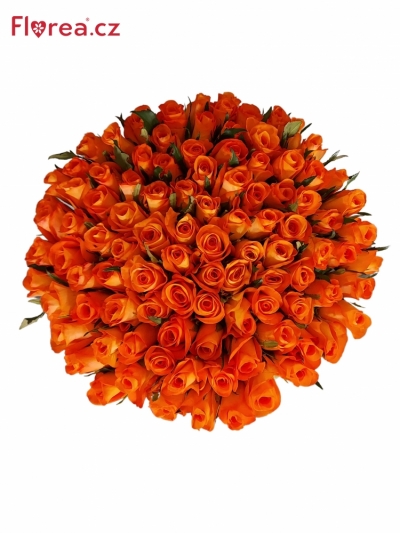 Kytice 100 oranžových růží TROPICAL AMAZONE 40cm