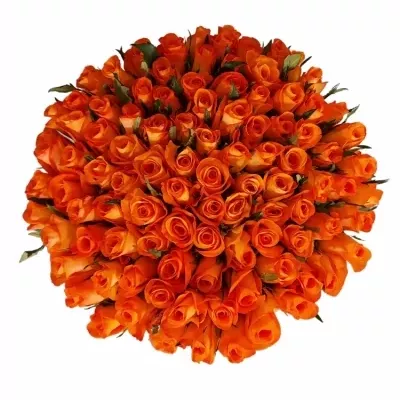 Kytice 100 oranžových růží TROPICAL AMAZONE 50cm