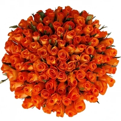 Kytice 100 oranžových růží TROPICAL AMAZONE